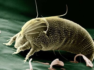 Paleontologists Discover First North American