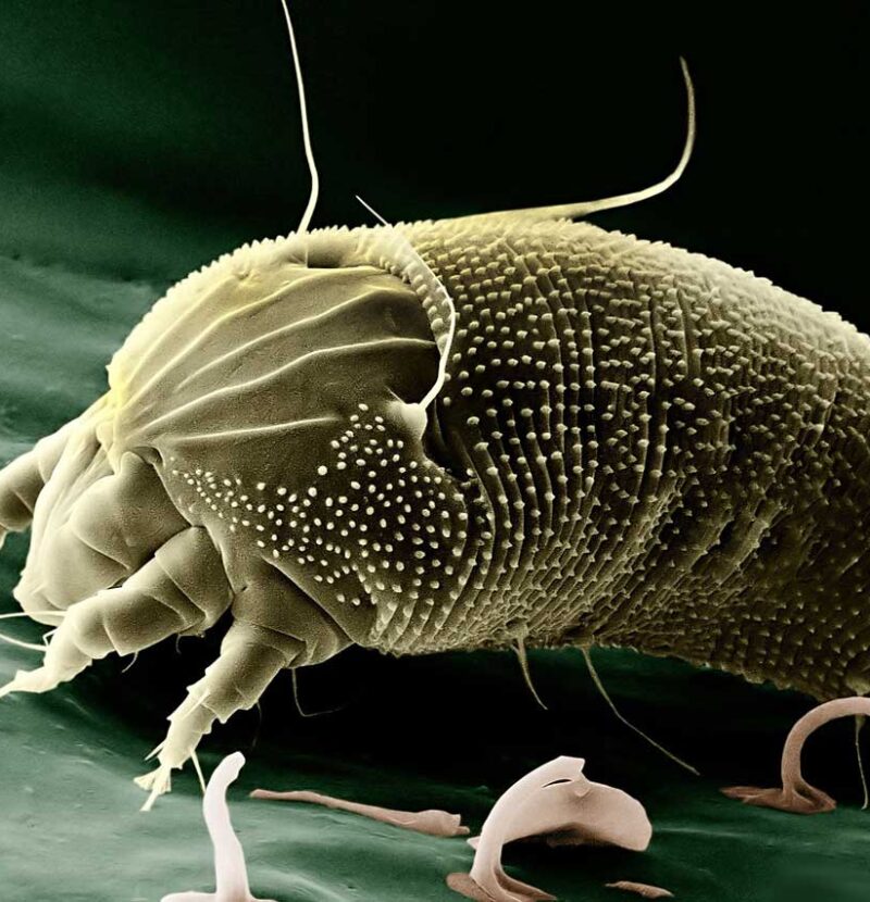 Paleontologists Discover First North American